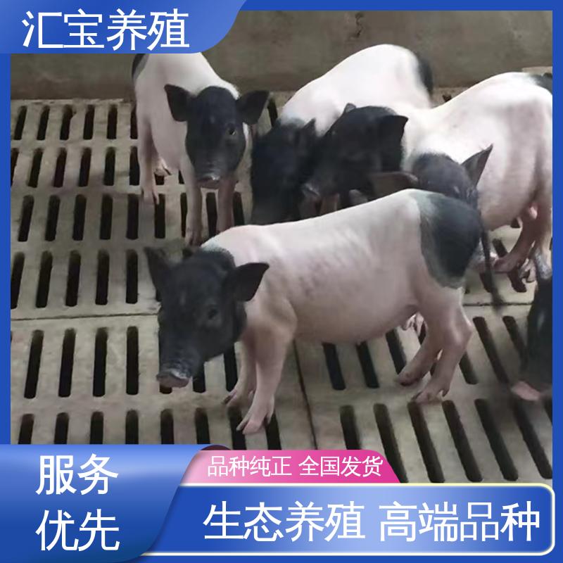  一只起发 迷你巴马香猪 允许个人饲养 上门服务