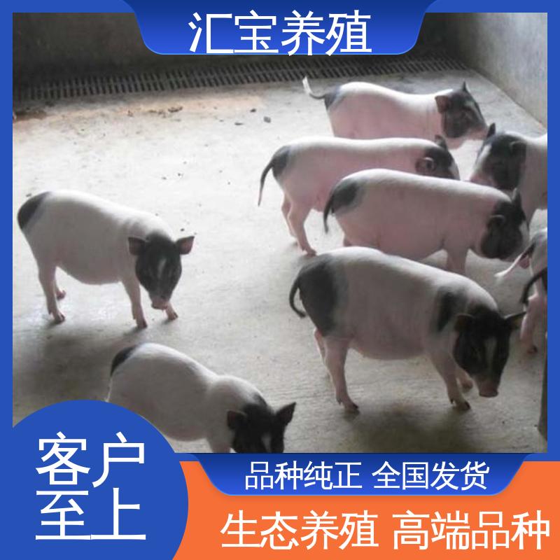 成年大猪出栏 巴马香猪 饲料五谷杂粮 快速发货 
