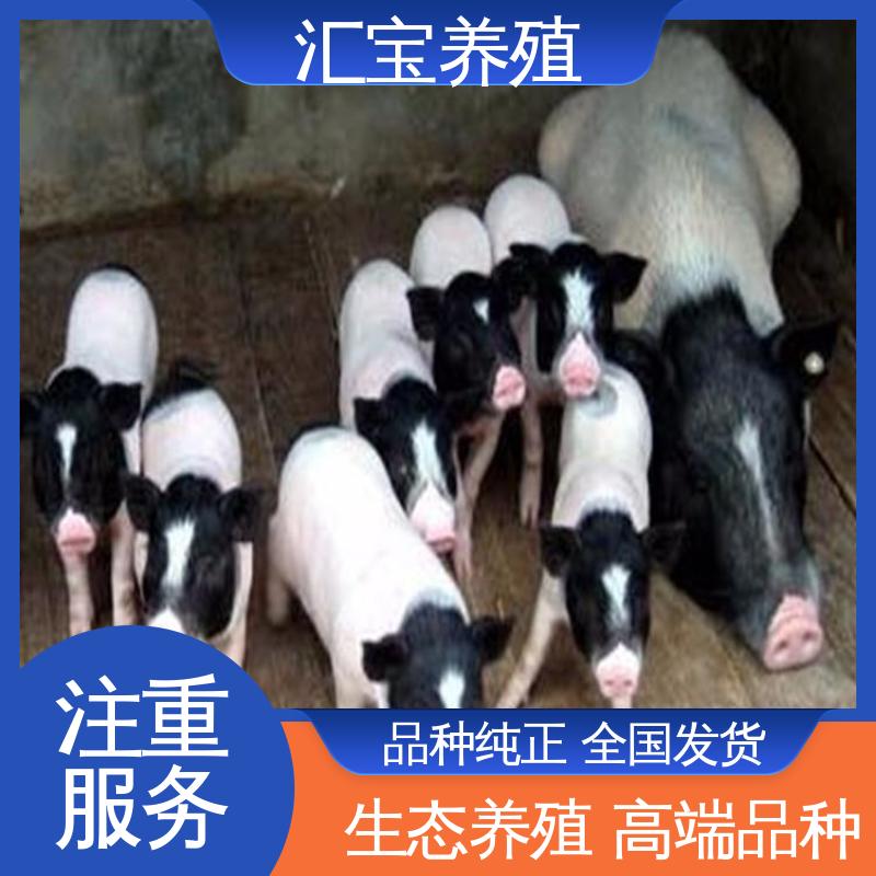  不易生病 各种水果都可以吃 娱乐休闲拍照 迷你巴马香猪