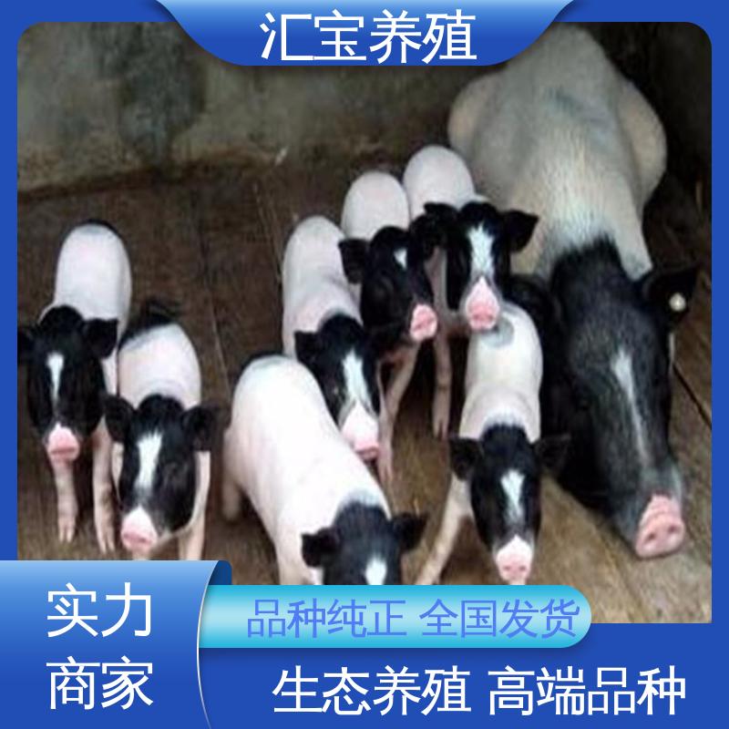 纯种巴马香猪 正规养殖基地 包邮包运输 小猪猪 繁殖能力强 快速发货 