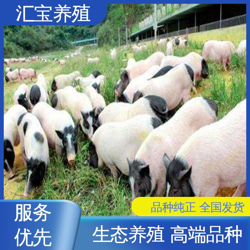 各种水果都可以吃 精品小香猪 温顺可爱 快速发货 