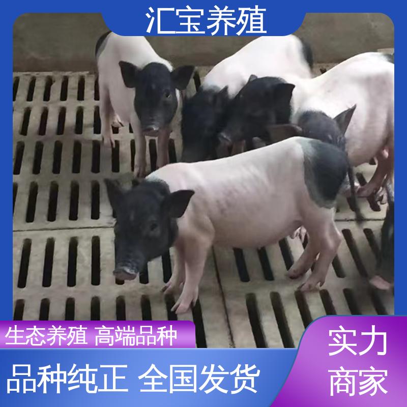 小猪猪 繁殖能力强 小体型巴马香猪 上门服务 娱乐休闲拍照 