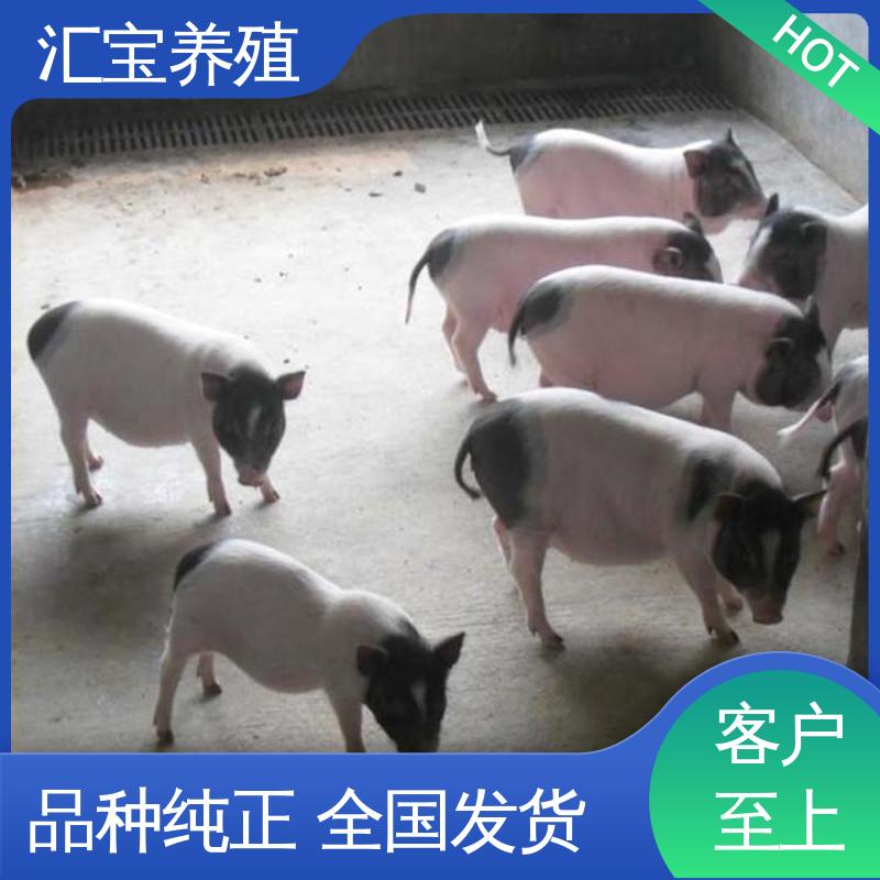汇宝养殖 高端品种 迷你巴 马香猪 抗病能力强 低成本高回收