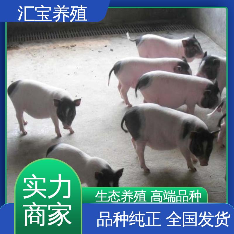 迷你巴马香猪 景区合 小猪猪 繁殖能力强 不易生病 