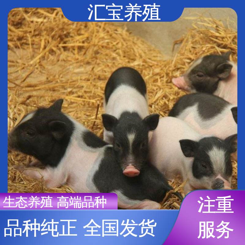  快速发货 允许个人饲养 纯种巴马香猪 娱乐休闲拍照
