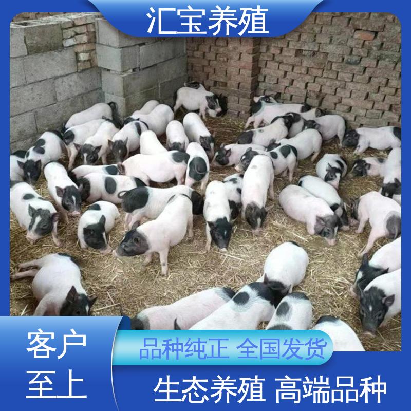 小体型巴马香猪 景区观赏 允许个人饲养 不易生病 
