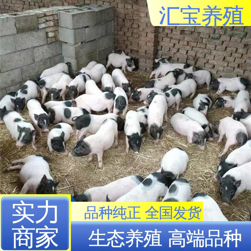 汇宝养殖 喂养简单 精品小香猪 繁殖能力强 零售价