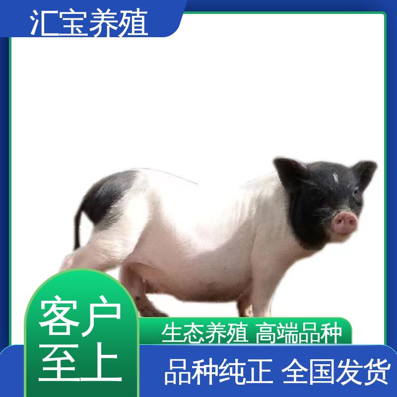  不易生病 圈养家养 正规养殖基地 包邮包运输 精品小香猪