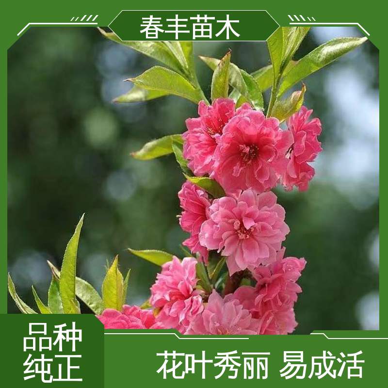 春丰苗木 基地供应 粉碧桃 8-10公分 颜色鲜艳 花色多样
