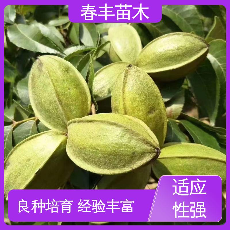 春丰苗木 美国山核桃杯装苗1米高 产量高 可孤植 丛植