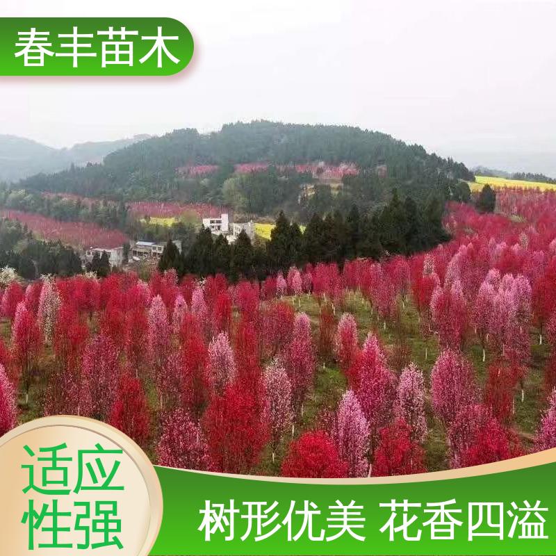 春丰苗木 基地供应 白花山碧桃30元打土球上车 包装好 成活率高