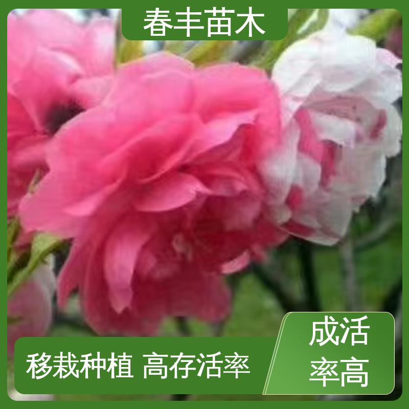 春丰苗木 基地现挖 满天红碧桃50元上车价 重花叠瓣 效果佳
