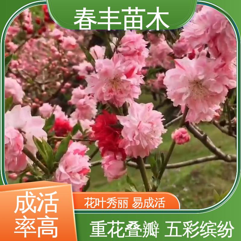 春丰苗木 基地供应 帚型桃40元装车 重花叠瓣 效果佳