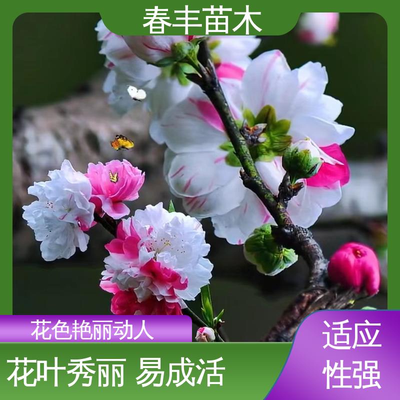 春丰苗木 基地供应 绿化桃40元装车 花色艳丽动人