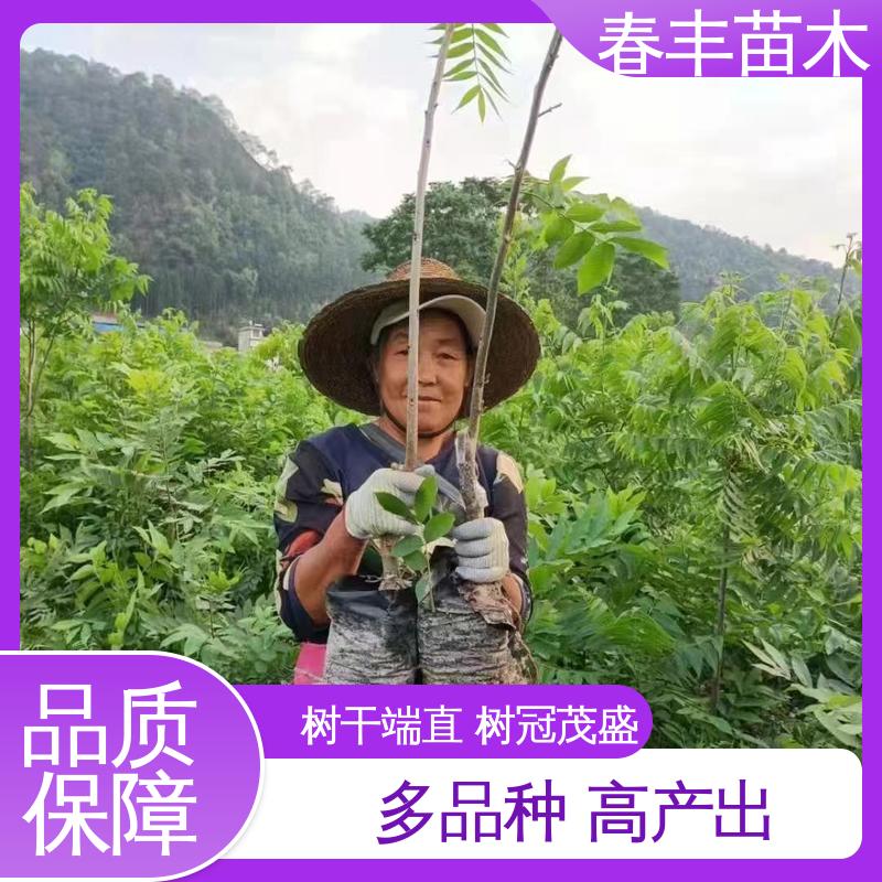 春丰苗木 美国山核桃容器苗1米高 多品种 可孤植 丛植
