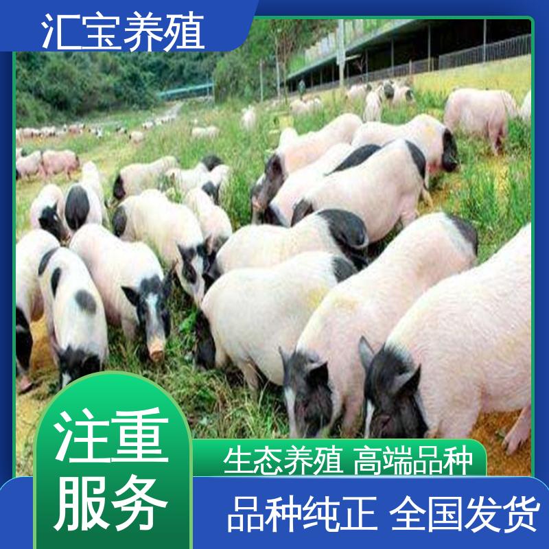  圈养家养 小体型巴马香猪 成年大猪出栏 不易生病