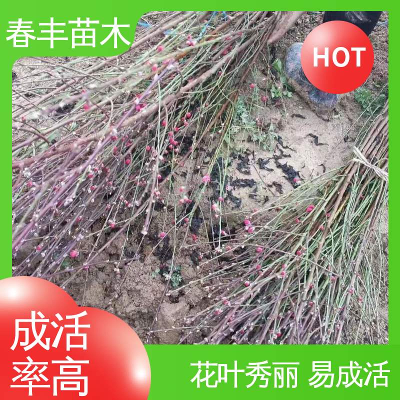 春丰苗木 观赏桃苗3元一株 园林庭院造景植物 花团锦簇 精致美丽