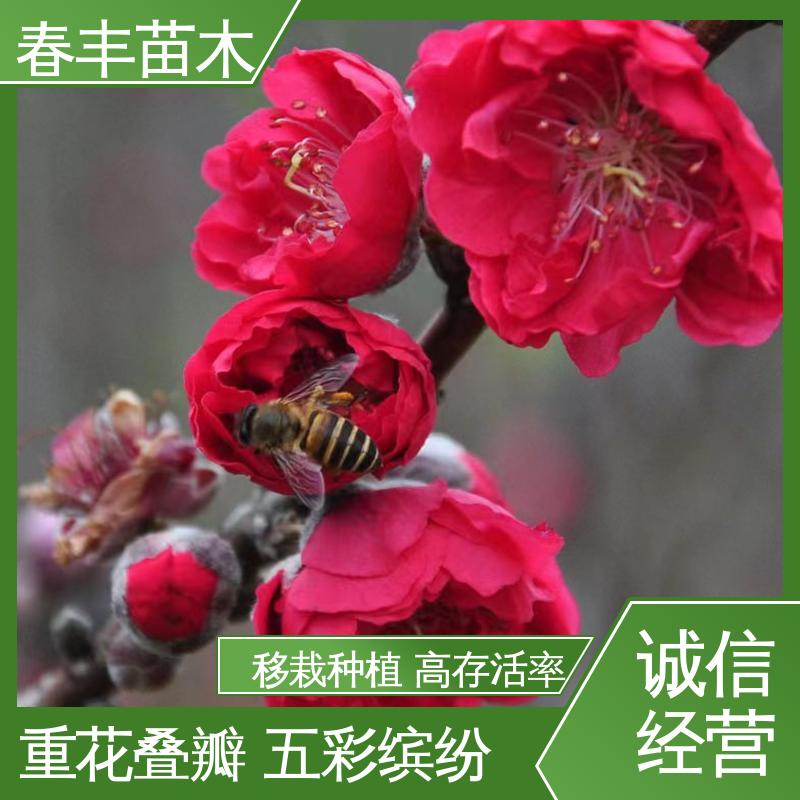 春丰苗木 基地现挖 白碧桃5-9公分 质量合格 一条龙培育