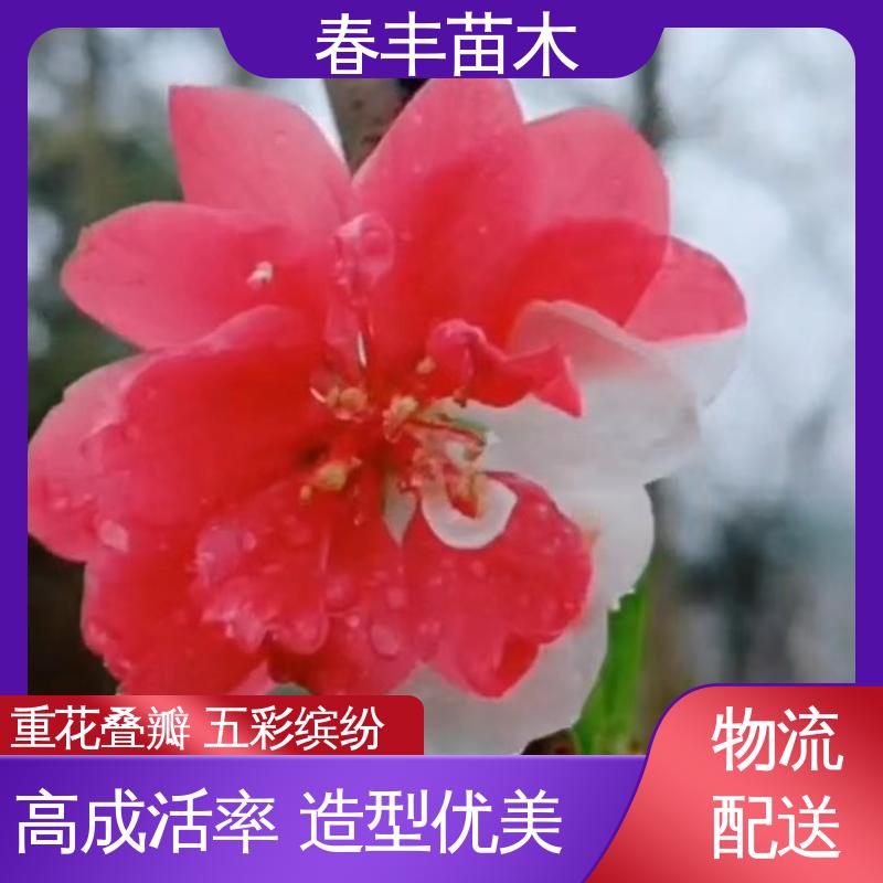 春丰苗木 找桃树苗生产 树形丰富 花香四溢 花瓣多 花朵大 效果佳