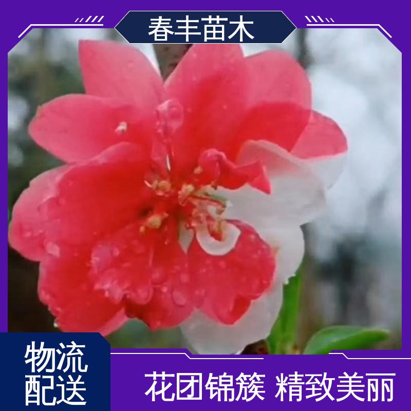 春丰苗木 观赏桃苗2公分 园林庭院造景植物 花团锦簇 精致美丽