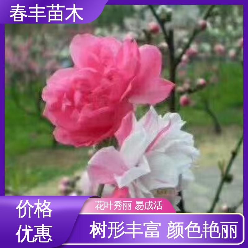 春丰苗木 观赏桃花树3元一株 绿化工程行道树 规格齐全 物流配送