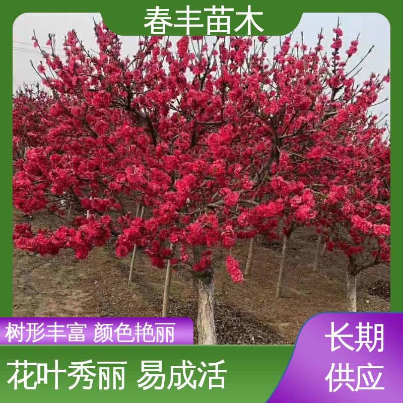 春丰苗木 观赏桃树苗 园林绿化 公园景区造景植物 花团锦簇 精致美丽