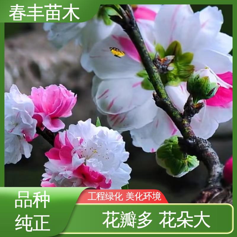 春丰苗木 基地供应 山碧桃30元打土球上车 包装好 成活率高