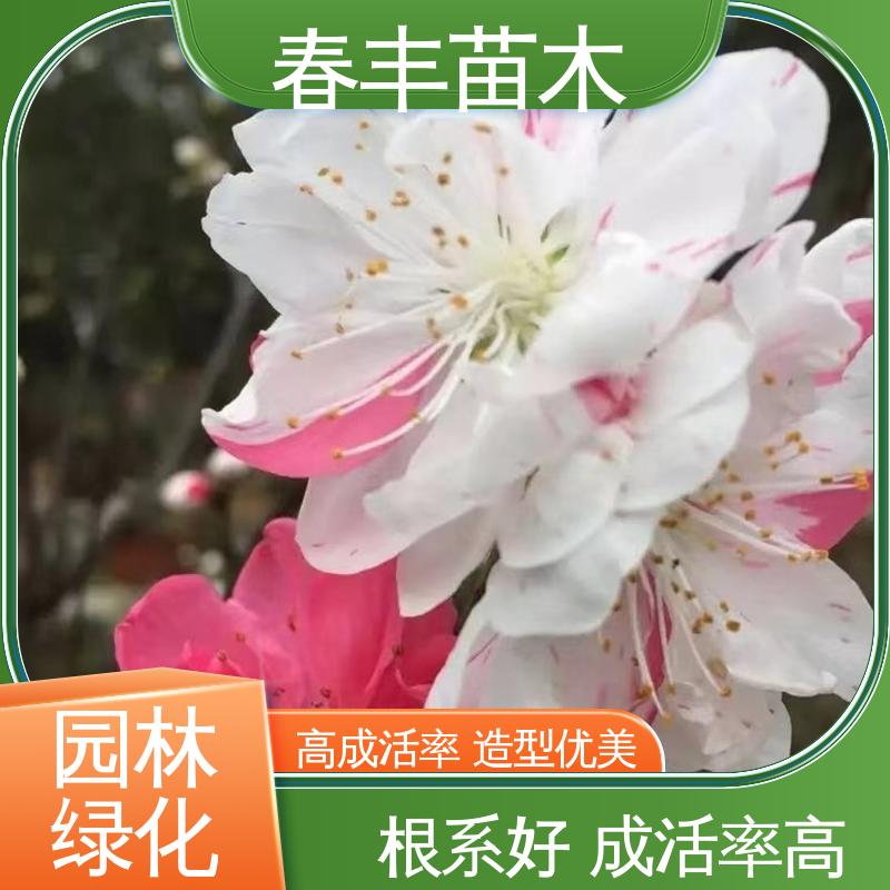 春丰苗木 基地供应 品虹桃树6-8公分 花叶秀丽 易成活