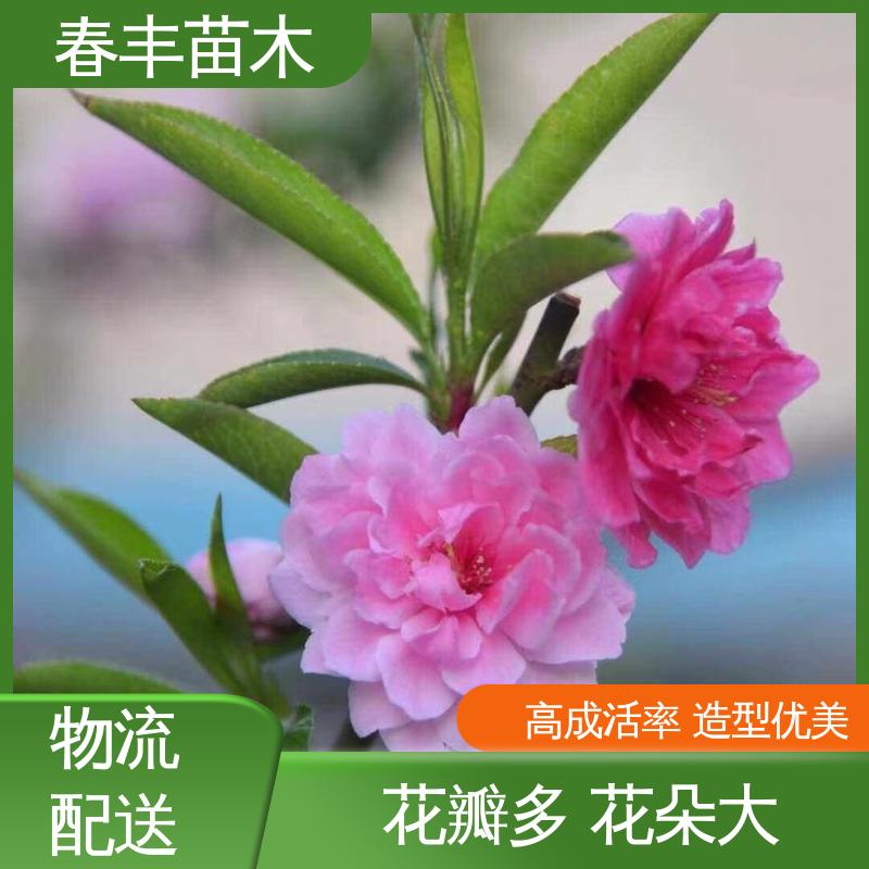 春丰苗木 基地供应 龙柱碧桃50元上车价 花瓣多 花朵大 