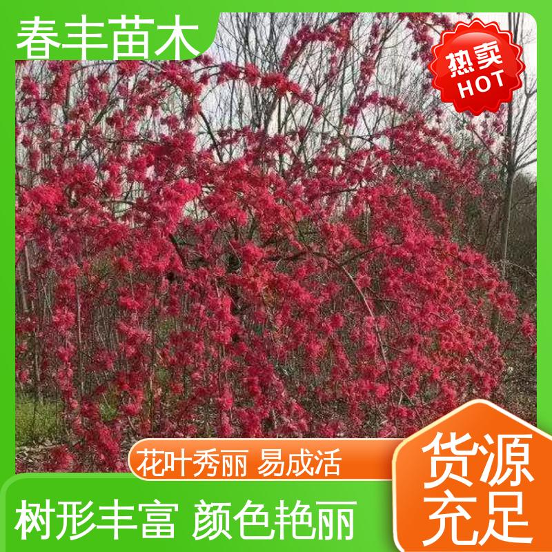春丰苗木 观赏桃树1米高 公园景区装饰绿植 花叶秀丽 易成活