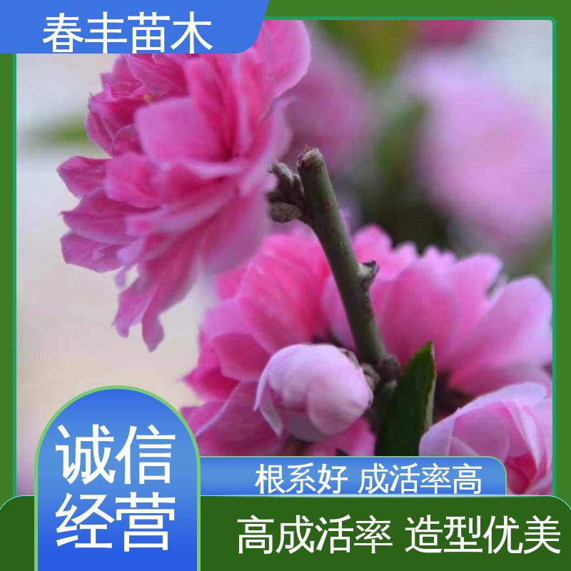 春丰苗木 基地现挖 品霞桃 8-10公分 成活率高 适应性强