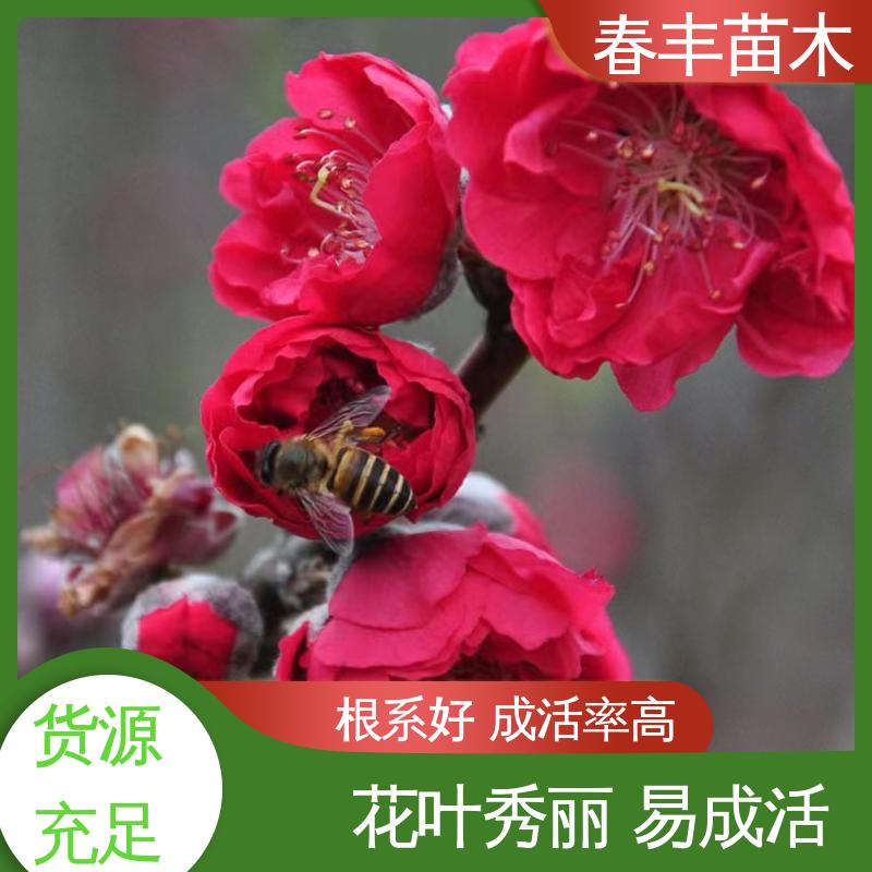 春丰苗木 基地现挖 五色桃6-8公分 花瓣多 花朵大 