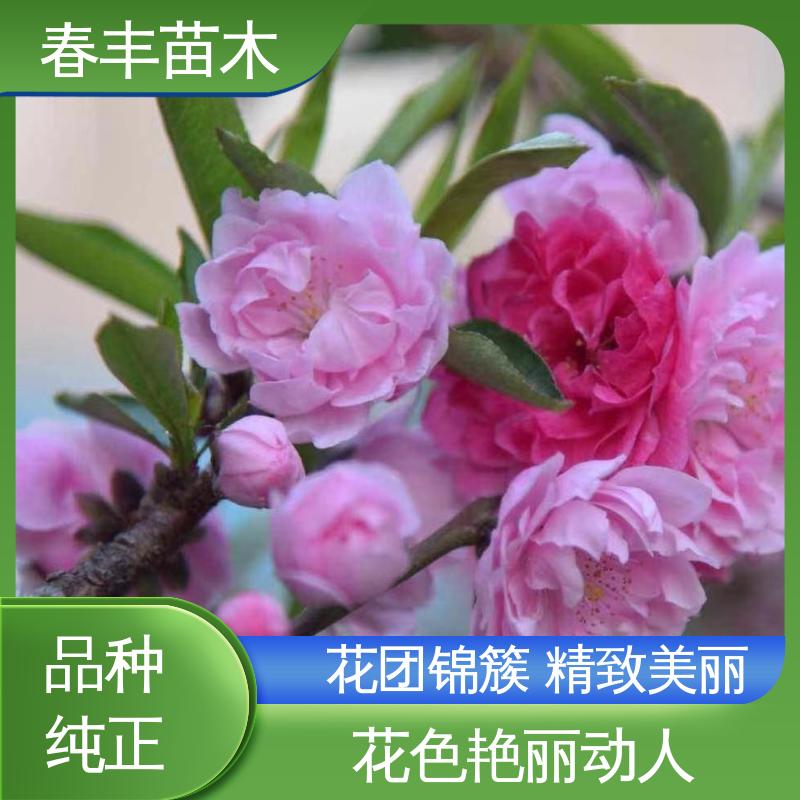 春丰苗木 基地现挖 粉菊花桃6-8公分 花色艳丽动人