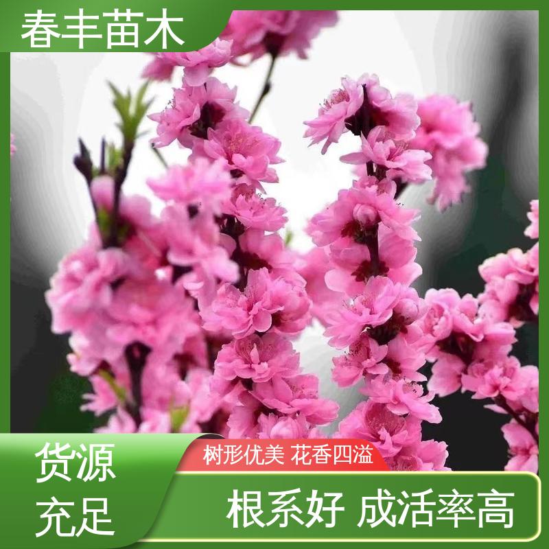 春丰苗木 基地供应 碧桃树50元上车价 花瓣多 花朵大 