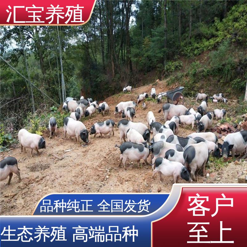汇宝养殖 好养活 育肥巴 马香猪 不易生病 低成本高回收