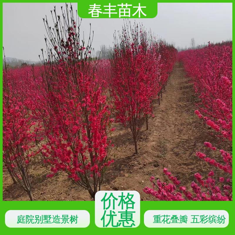 春丰苗木 找桃树苗 公园景区装饰绿植 花瓣多 花朵大 效果佳