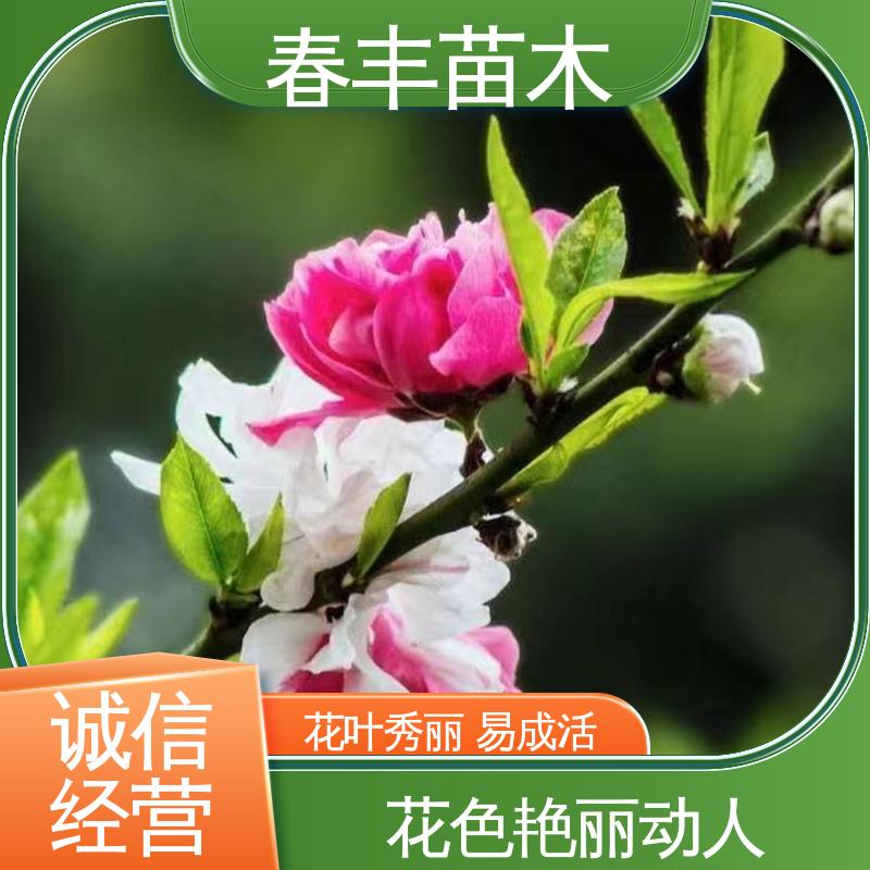 春丰苗木 基地现挖 山桃树 8-10公分 花色艳丽动人