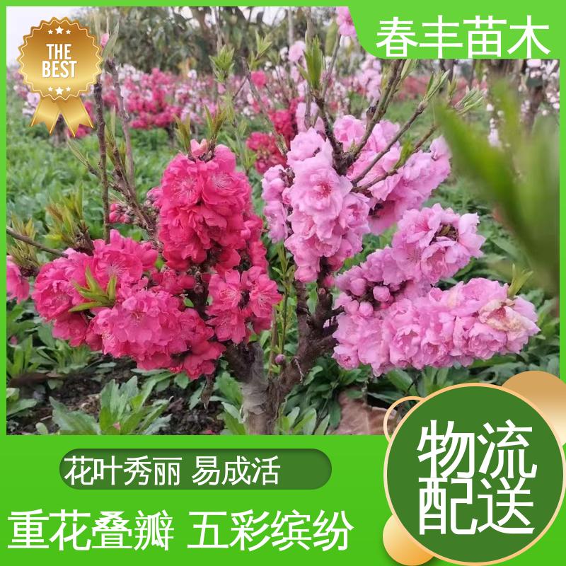 春丰苗木 观赏桃树基地培育 庭院别墅造景树 移栽种植 高存活率