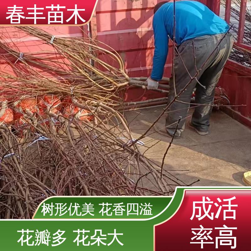 春丰苗木 观赏桃苗批发零售 工程绿化 美化环境 移栽种植 高存活率