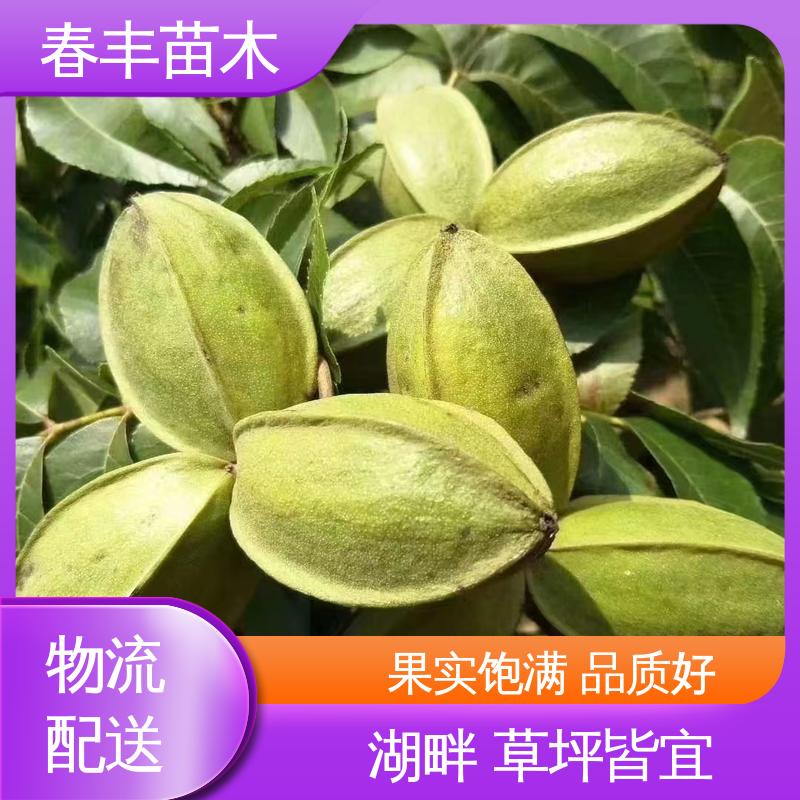 春丰苗木 碧根果苗基地生产 果实含油量高 果材兼用树种