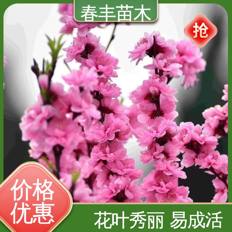 春丰苗木 基地供应 满天红碧桃6-8公分 包装好 成活率高