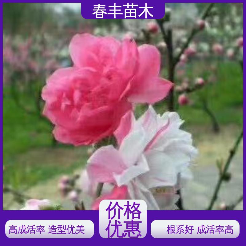 春丰苗木 桃花树苗3元一株 庭院别墅造景树 重花叠瓣 五彩缤纷