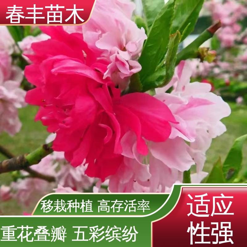 春丰苗木 基地现挖 龙珠碧桃30元打土球上车 重花叠瓣 效果佳