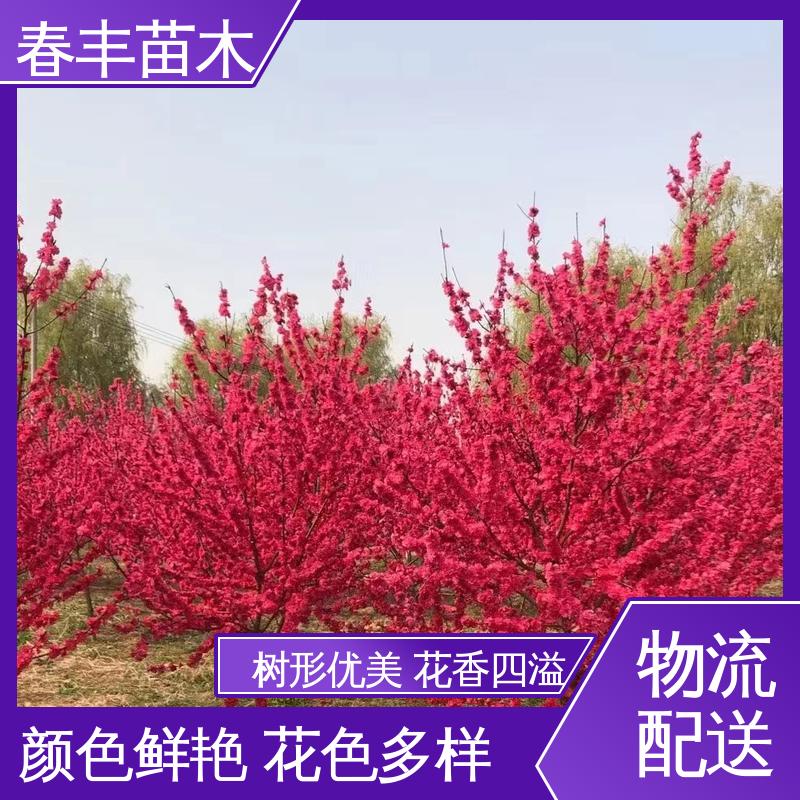春丰苗木 找桃树苗重点培育 树形丰富 花香四溢 高成活率 造型优美