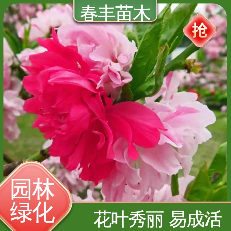 春丰苗木 基地供应 紫叶碧桃50元上车价 花叶秀丽 易成活