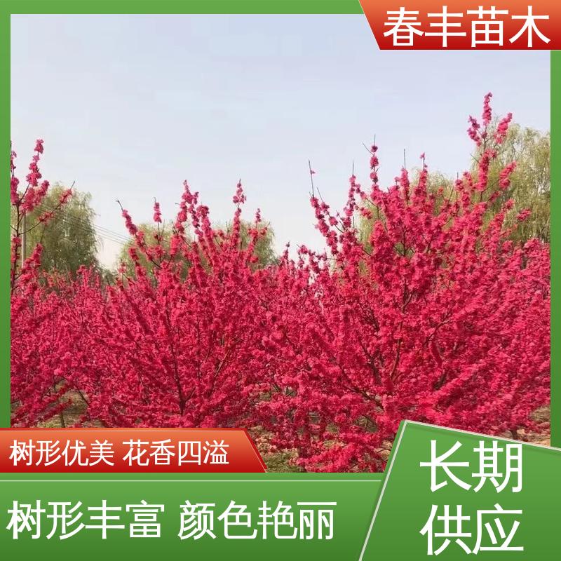 春丰苗木 基地供应 绛桃5-9公分 移栽种植 高存活率