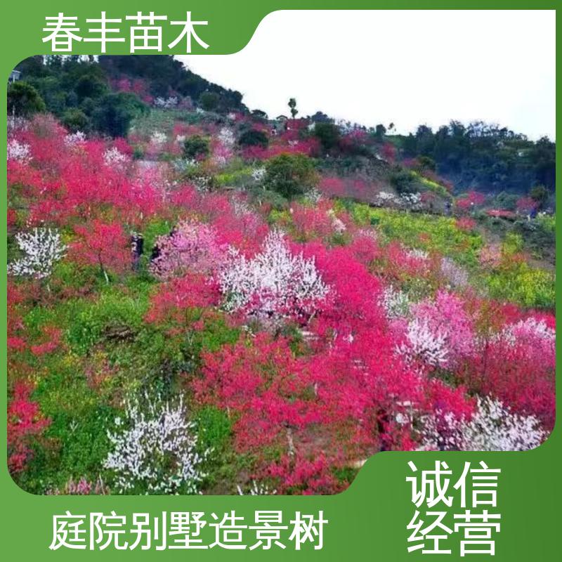 春丰苗木 基地现挖 五色碧桃6-8公分 规格齐全 品种纯正