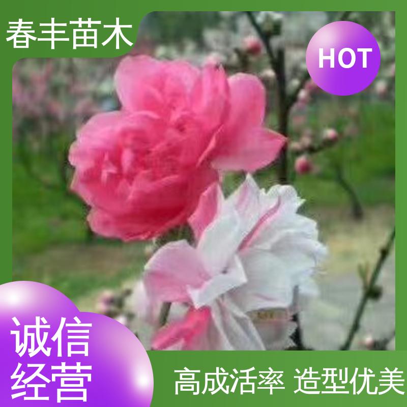 春丰苗木 观赏桃花树树苗1米高 园林庭院造景植物 花叶秀丽 易成活
