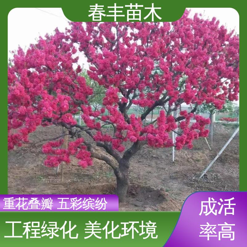 春丰苗木 观赏桃树3元一株 绿化工程行道树 花色艳丽动人