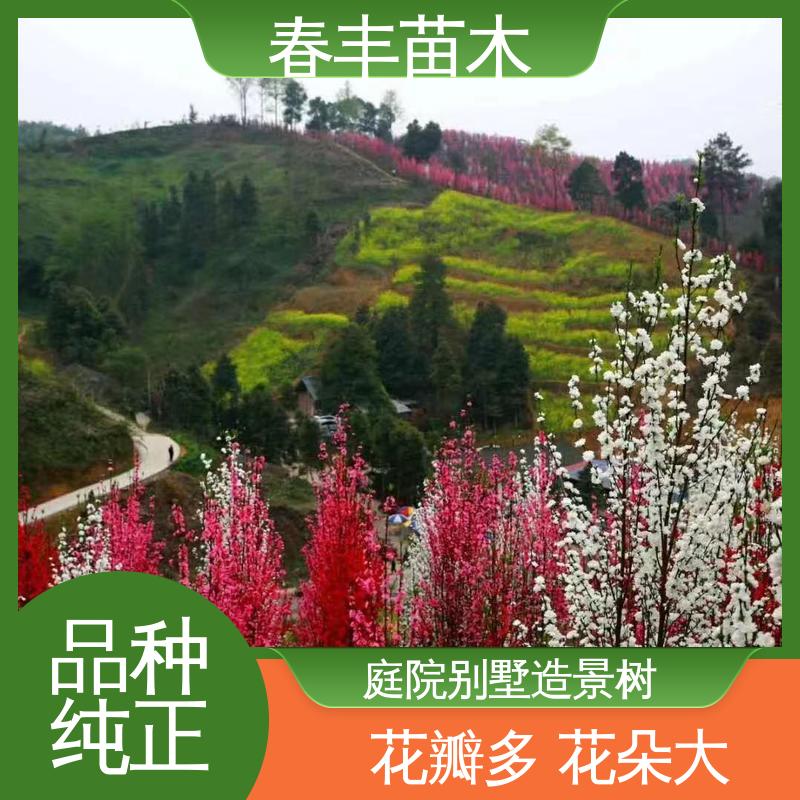 春丰苗木 找桃树苗3元一株 公园景区装饰绿植 重花叠瓣 五彩缤纷